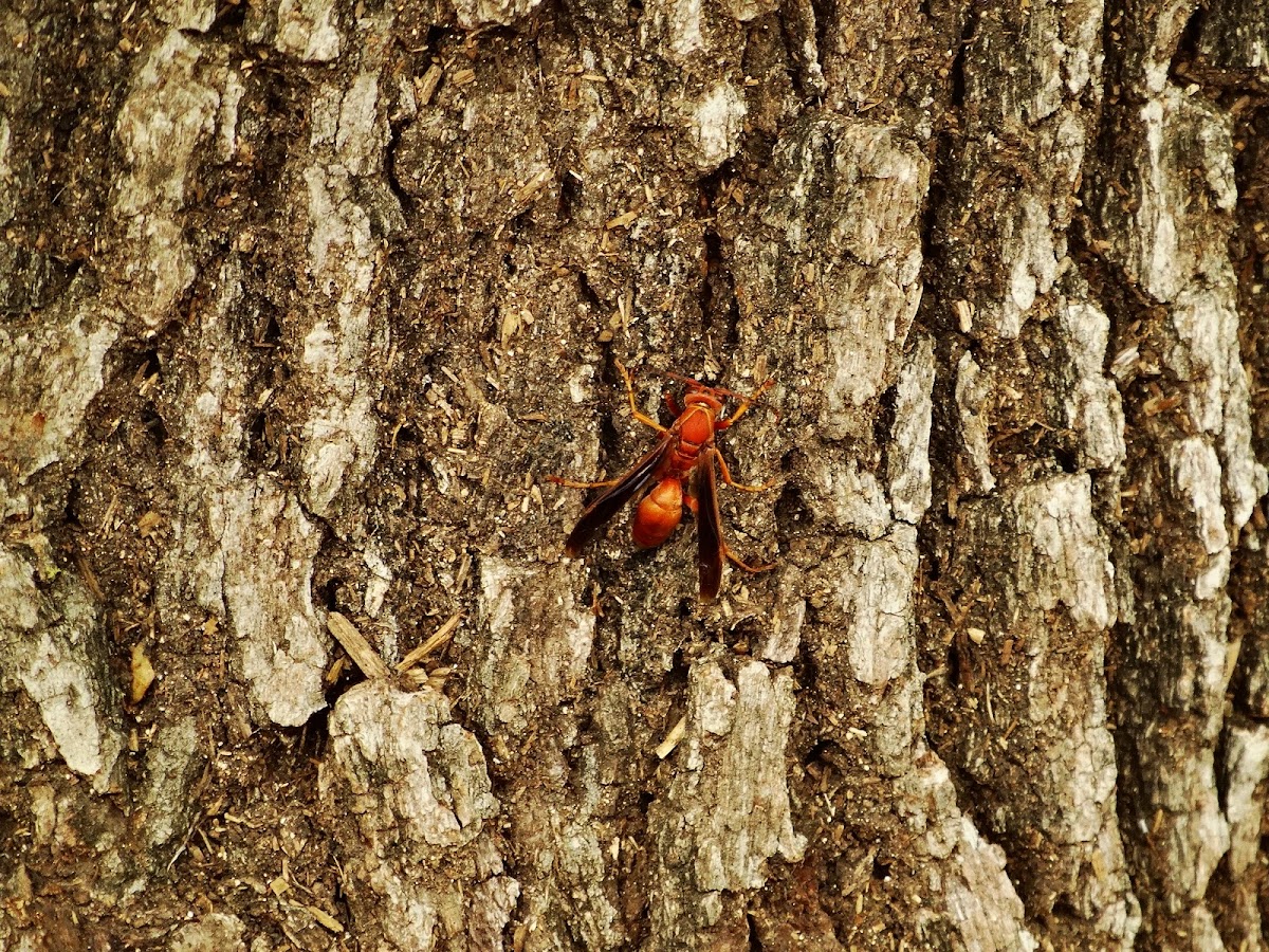 Red Wasp