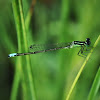 Eastern Forktail