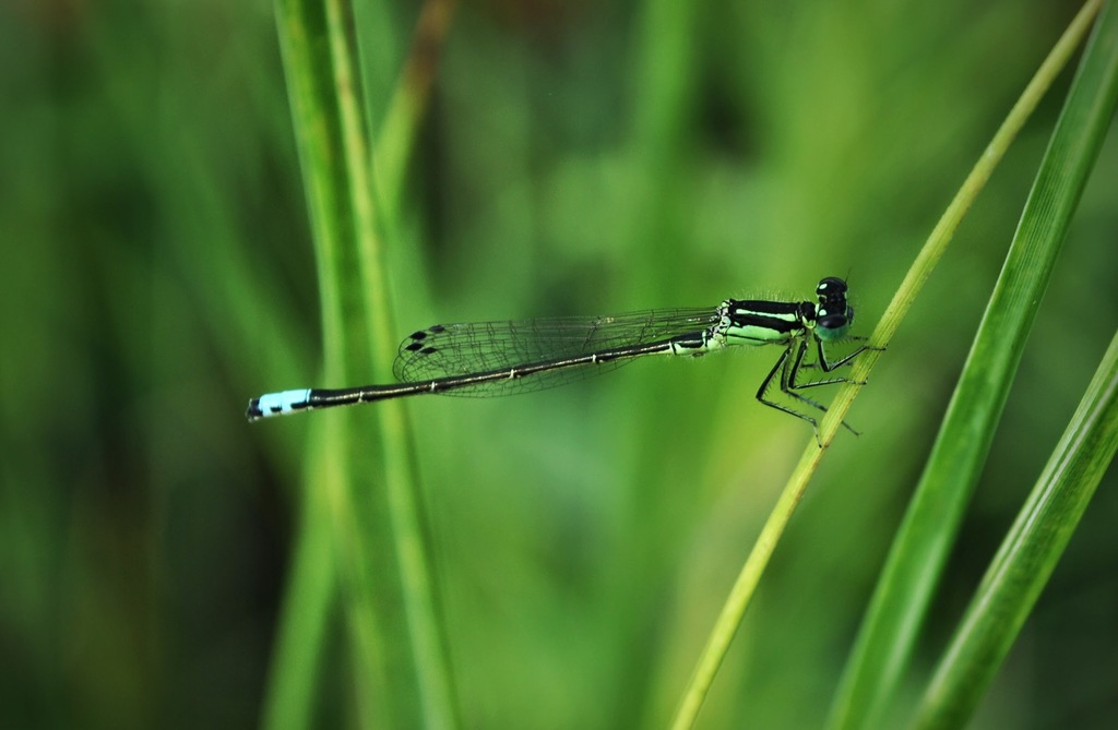 Eastern Forktail