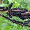 Mourning Cloak (Larvae)