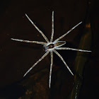 Fishing Spider