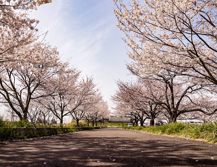 エクシーガ クロスオーバー7の桜・ドライブ・写真好きな人と繋がりたいに関するカスタム事例の投稿画像2枚目