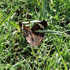 common buckeye