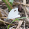 Cabbage White