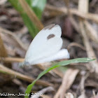 Cabbage White