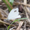 Cabbage White