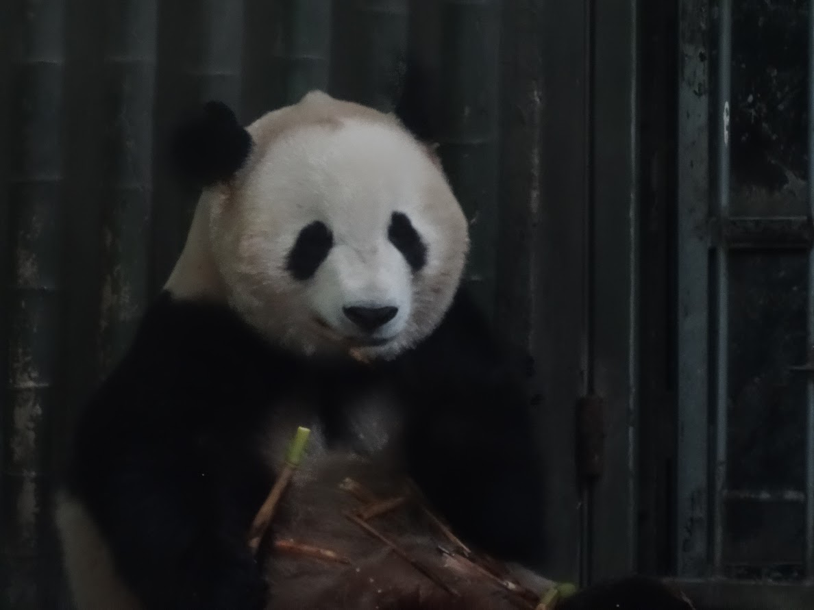 Panda géant à Shanghai