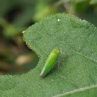 Green leafhopper