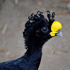 Great Curassow