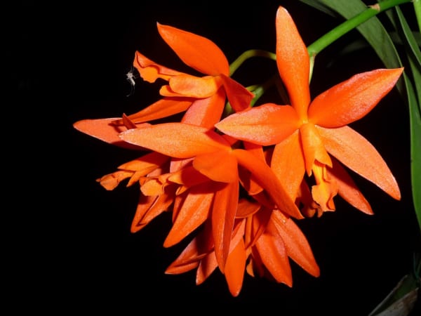 カトレアの花言葉 ランの女王 と呼ばれる優美な花の意味を解説 Trill トリル