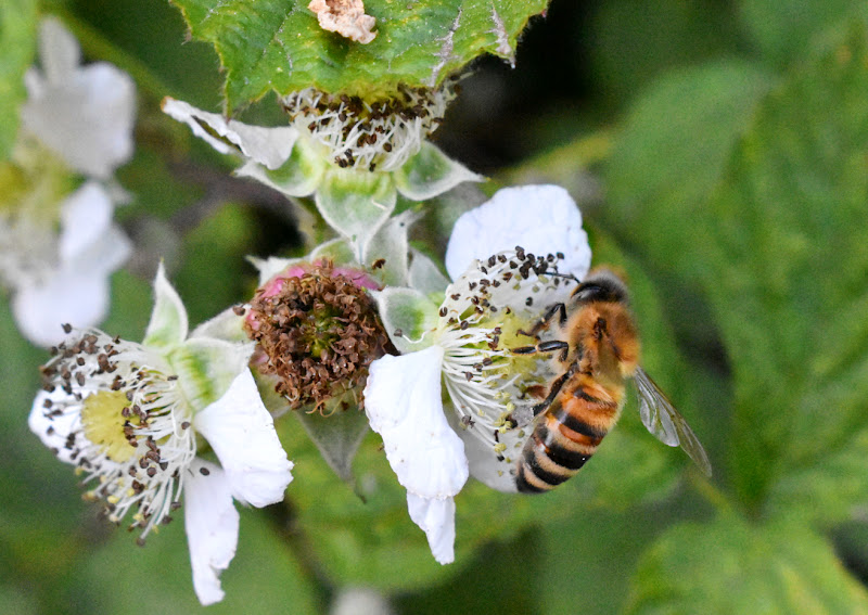 Per un pugno di pollini di Kamone