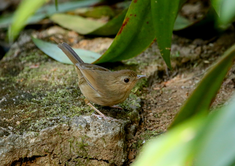 Buff-breasted Babbler