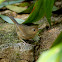 Buff-breasted Babbler