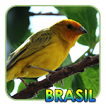 Cover Image of Unduh burung dari Brasil 4.1.1 APK