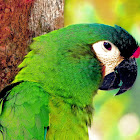 Maracanã-verdadeira (Blue-winged Macaw)