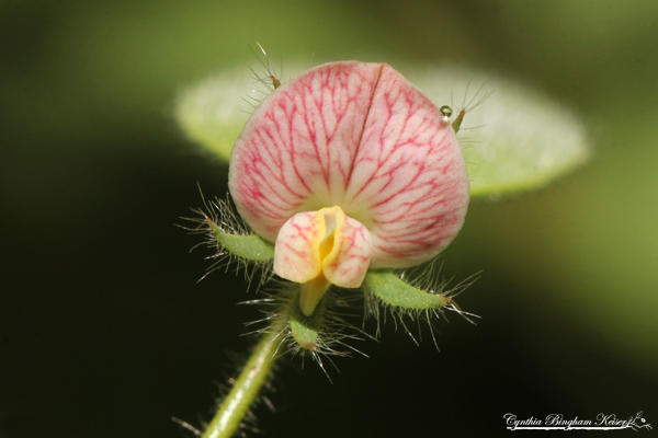 Spanish Lotus