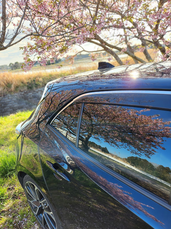 カローラスポーツの久しぶりすぎる投稿・車写活・春分の日・河津桜と愛車・河津桜終わりに関するカスタム事例の投稿画像3枚目