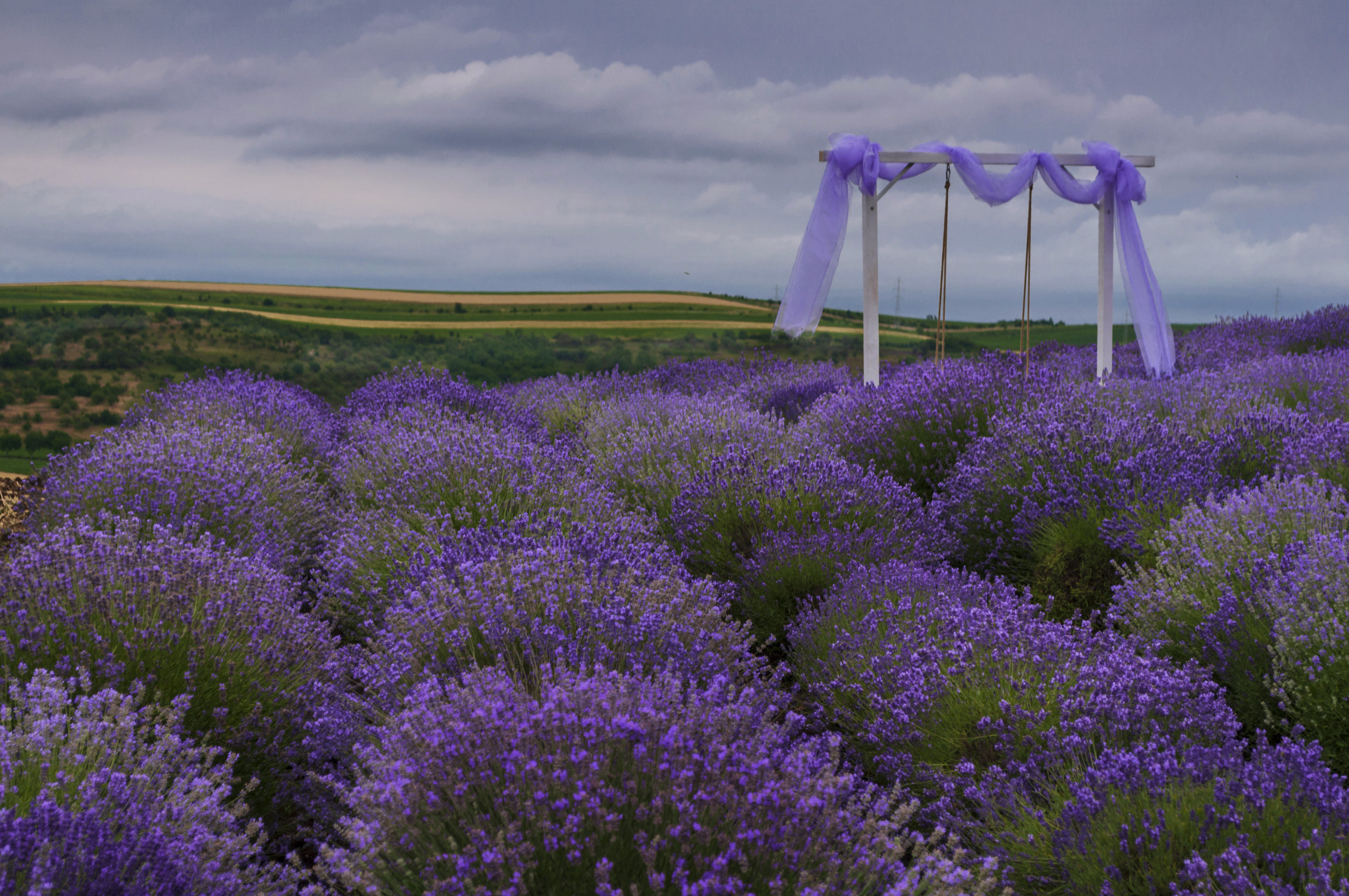 Lavanda field di Pinco_Pallino