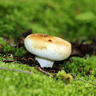 Milk Cap