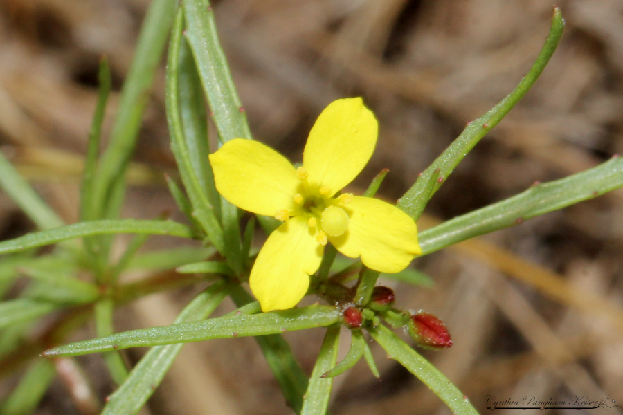 Contorted Primrose