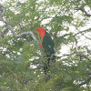 Australian king parrot