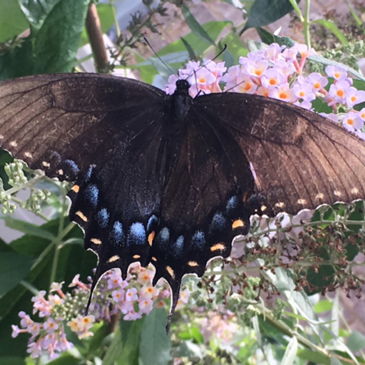 Dark phase Eastern Tiger swallowtail