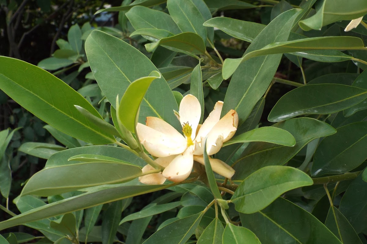 Sweetbay magnolia