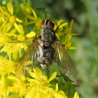 Unknown Fly