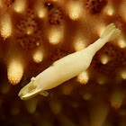 Commensal Shrimp