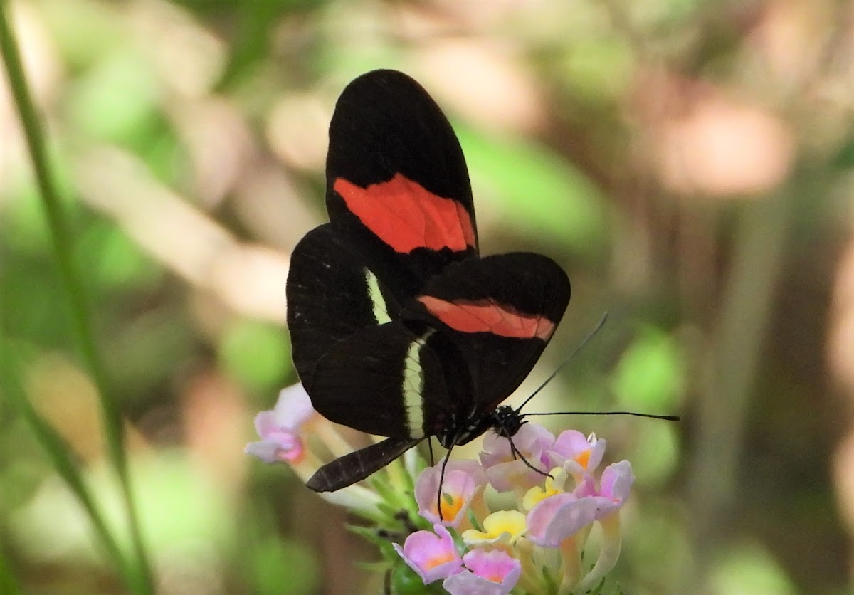 Crimson-patched longwing