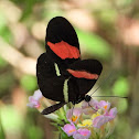 Crimson-patched longwing