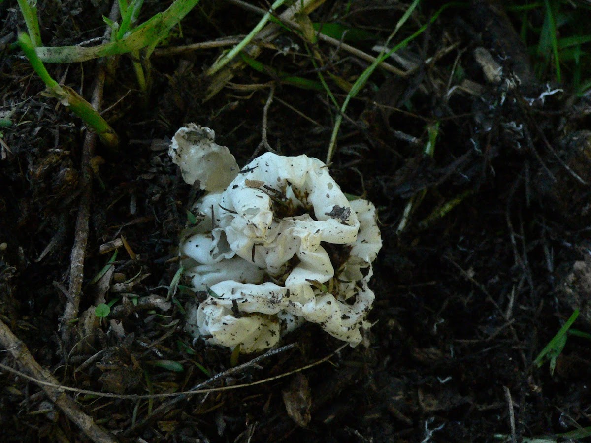 Basket stinkhorn