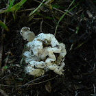 Basket stinkhorn