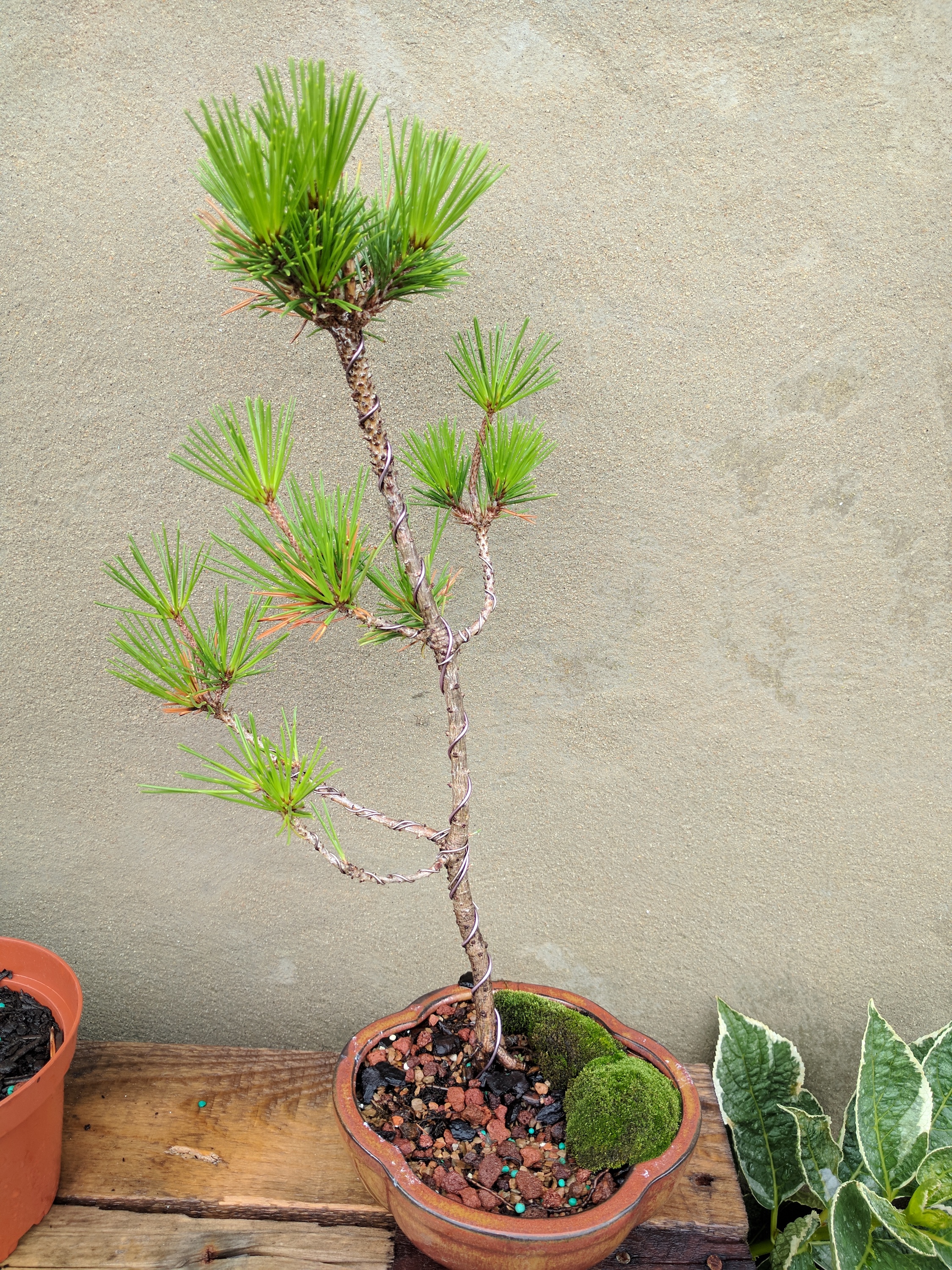 Bonsai Plants Benefits: A Hobby to Help You Relax!