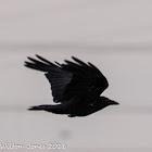 Carrion Crow