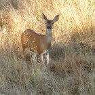 Blacktailed deer