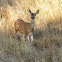 Blacktailed deer