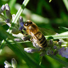 European honey bee