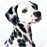 Dalmatians Images 1.1 Icon