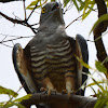 Pacific Baza