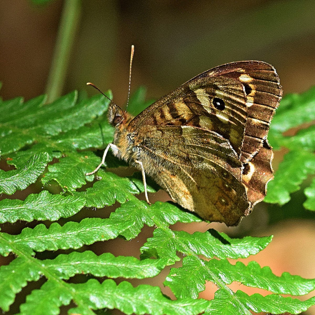 Speckled Wood