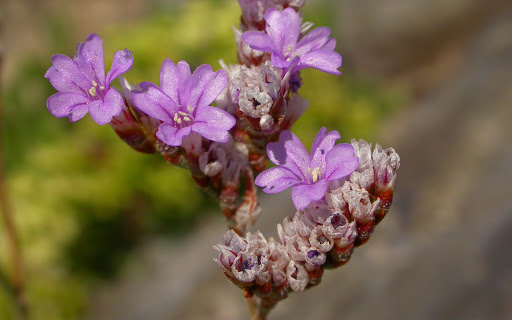 Limonium binervosum