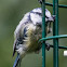 Blue Tit