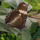 Great Eggfly