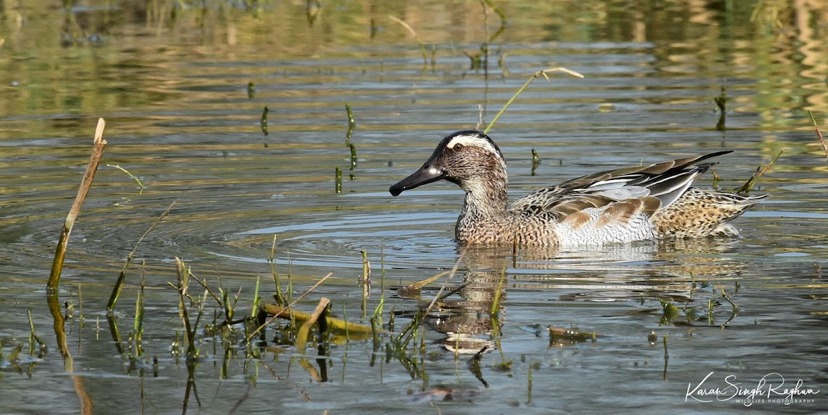 Garganey