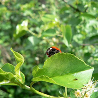 Coccinella... di 