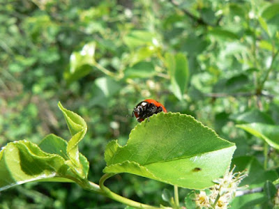 Coccinella... di gigiirish