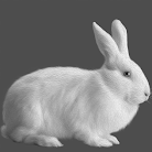 white. Rabbit (day 01)
