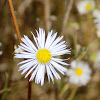 Daisy fleabane