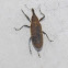 slender Weevil